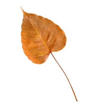 IOM Dried Peepal Leaves पीपल के सूखे पत्ते