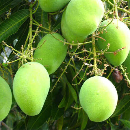 IOM Fresh Mango ताज़ा आम